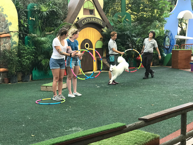 シンガポール動物園でドックショーを見る