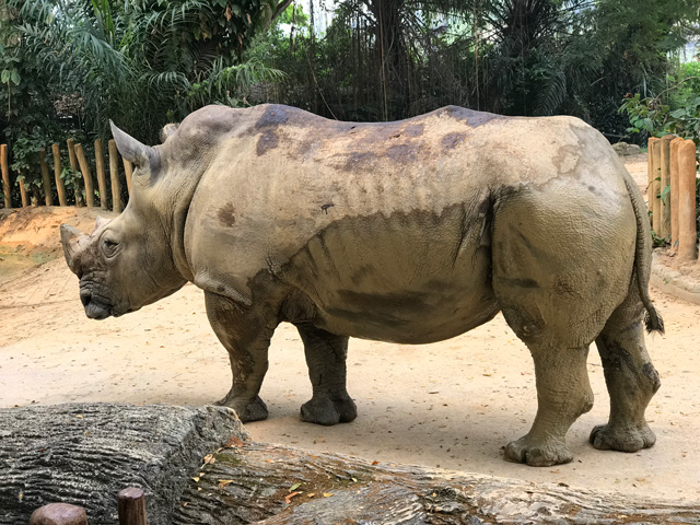 シンガポール動物園で見れる動物たち