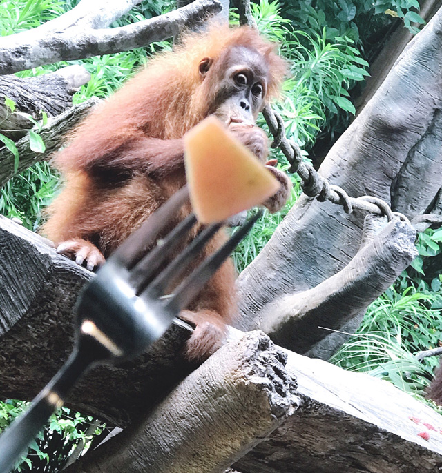 シンガポール動物園でオラウータンと触れ合う-その2-